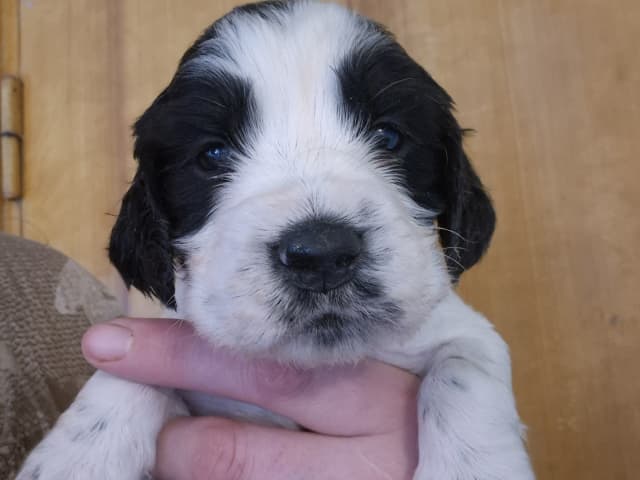 English Springer Spaniel
