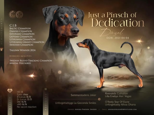 German Pinscher