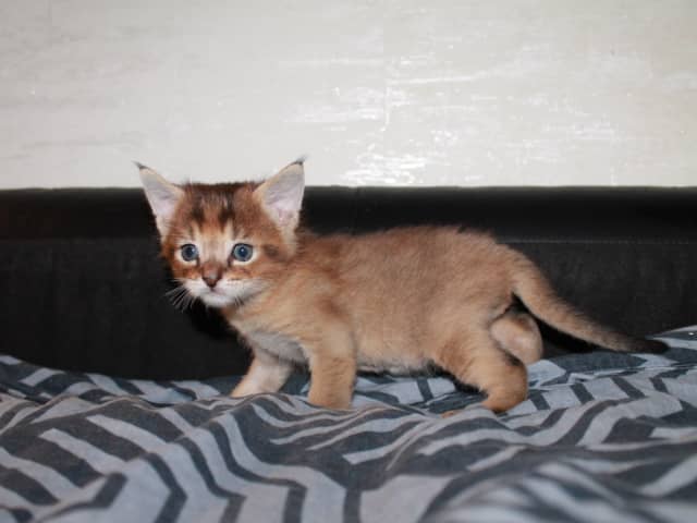 Exotic Shorthair