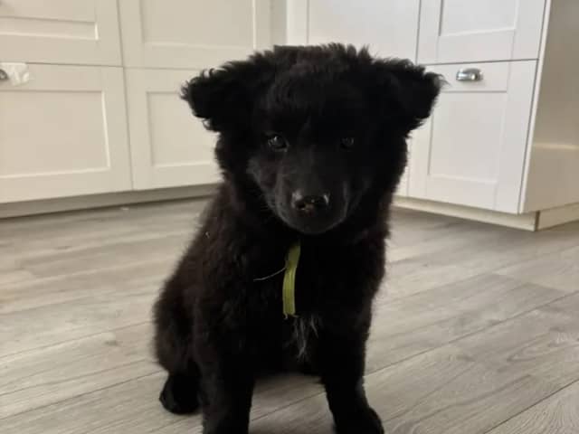 Swedish Lapphund