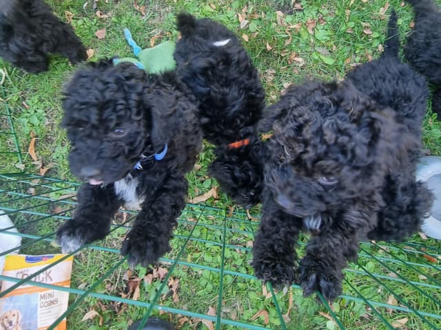 Maltipoo · Ystad · Jenny M.
