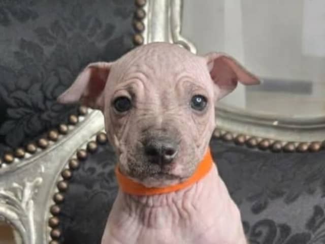 American Hairless Terrier · Upplands Väsby · AHT