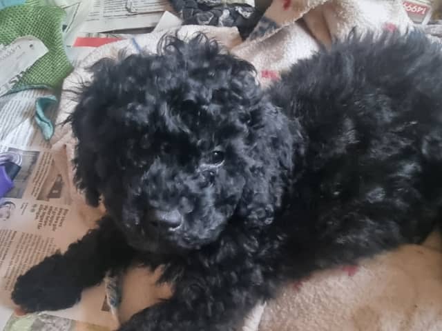 Maltipoo · Ystad · Jenny M.