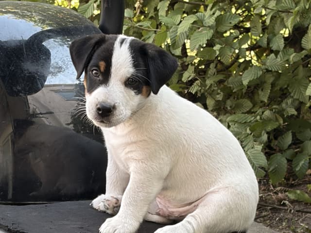 Jack Russell Terrier