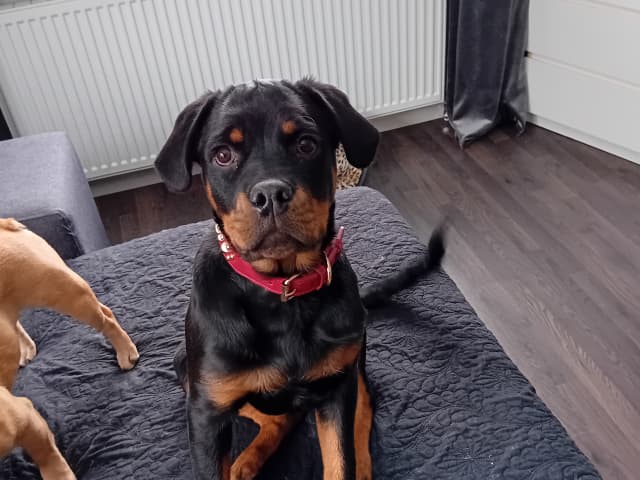 Rottweiler