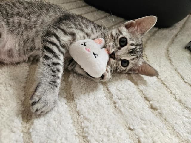 Egyptian Mau