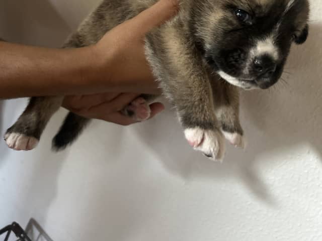 Akita