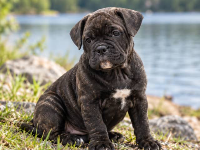 French Bulldog · Märsta · Jessica T.