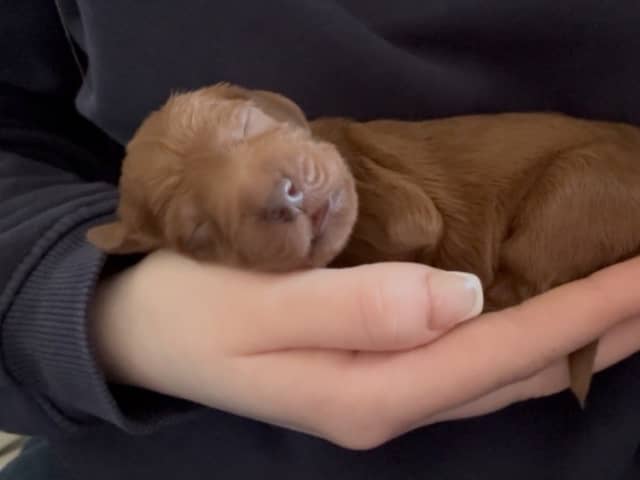 Irish Setter