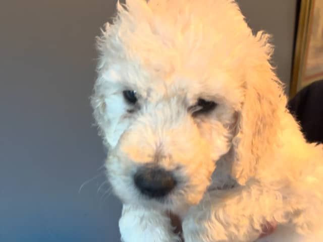 Goldendoodle
