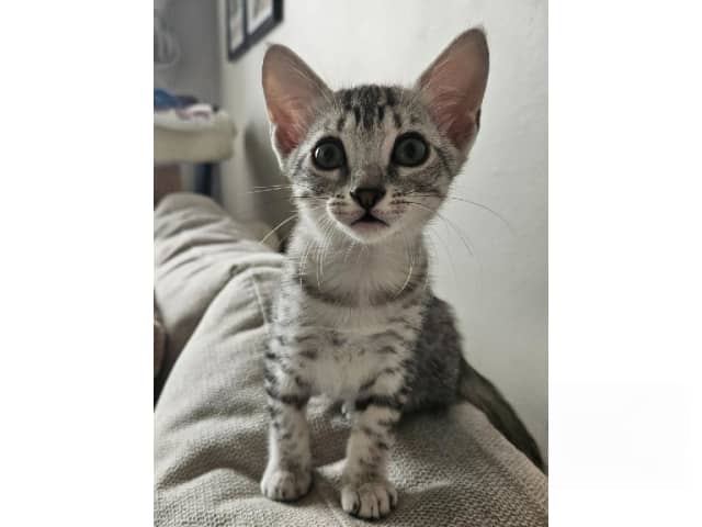 Egyptian Mau