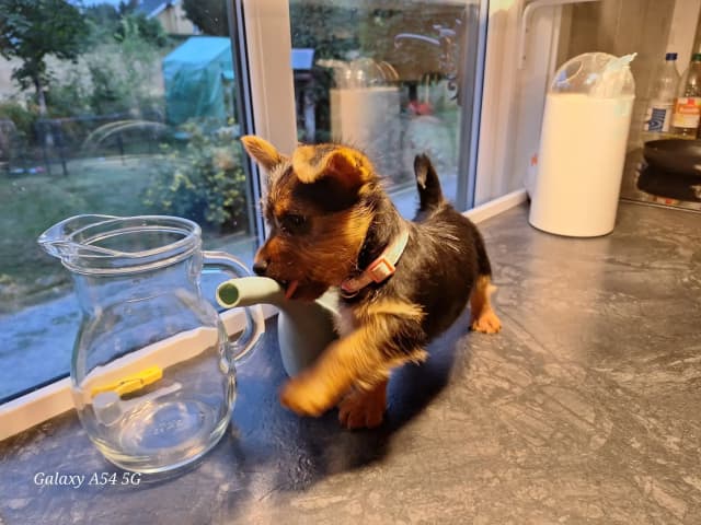 Australian Terrier