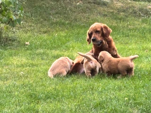 Golden Retriever