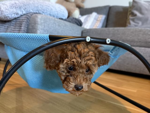 Toy Poodle · Landskrona · Yuliia K.