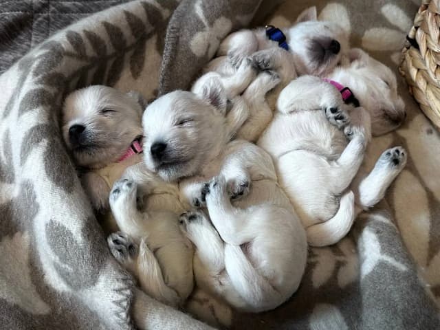 West highland white terrier · Sandefjord · Bruadar an duine gheal