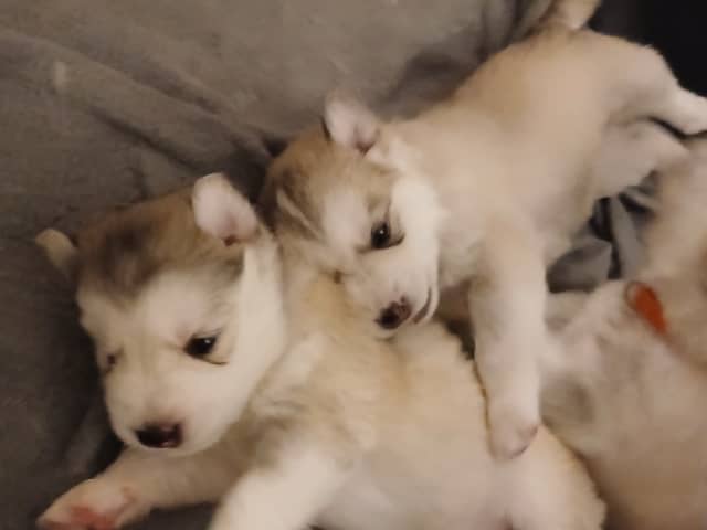 Husky · Mysen · Lis og Clay  sine hunder