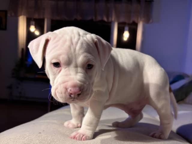 American Staffordshire Terrier
