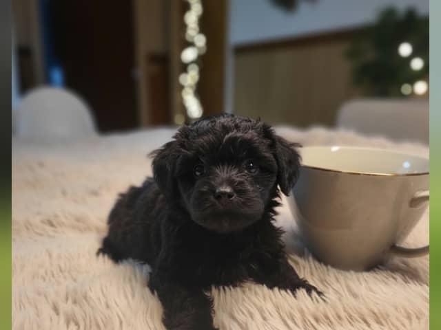 Maltipoo