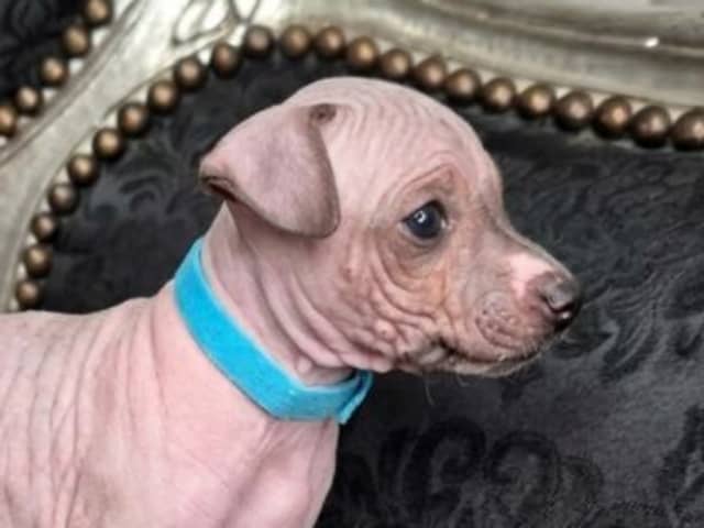 American Hairless Terrier · Upplands Väsby · AHT