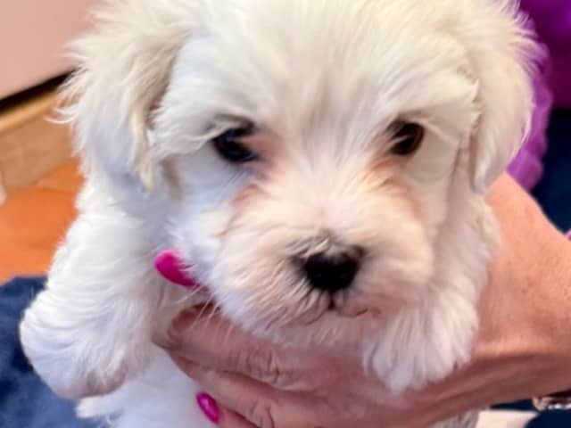 Maltese