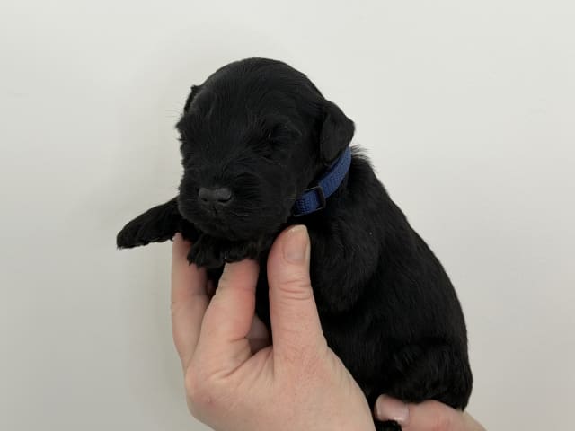 Kerry Blue Terrier