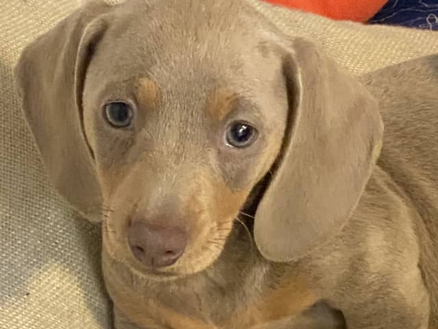 Dachshund