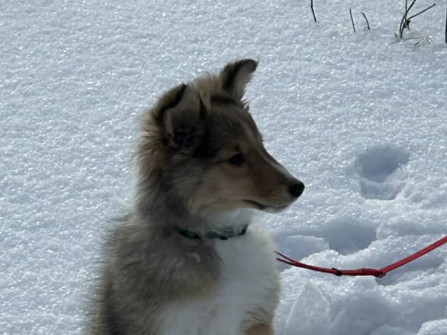 Shetland Sheepdog