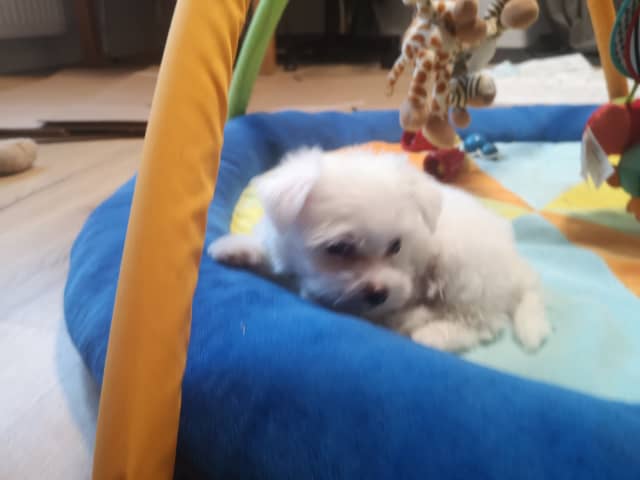 Maltese