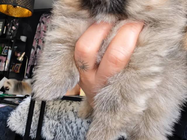 Pomeranian · Aurskog · Valentine Ai Nga Ly