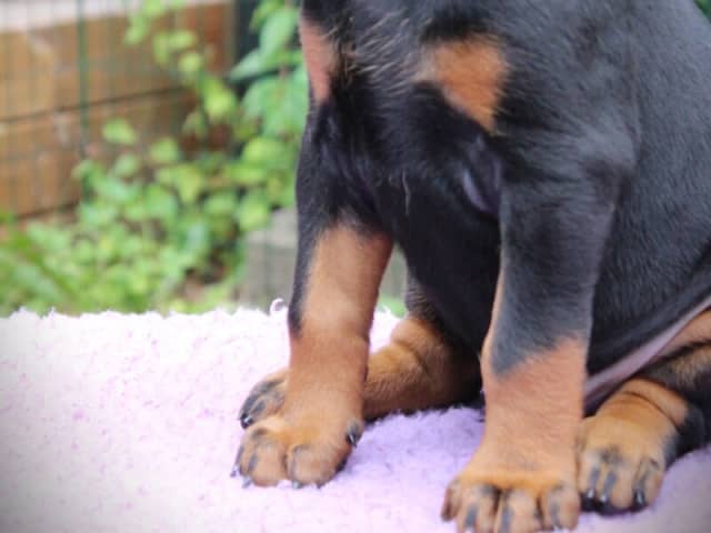 Dobermann