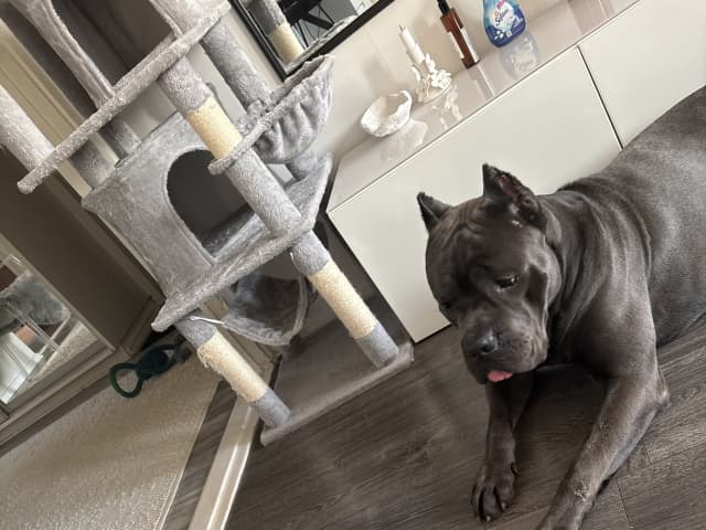 Cane Corso