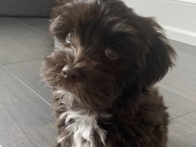 Havanese