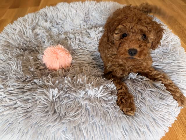 Toy Poodle · Landskrona · Yuliia K.