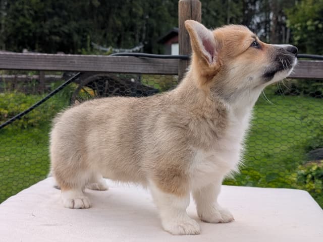 Welsh Corgi Pembroke · Braskereidfoss · Striolin