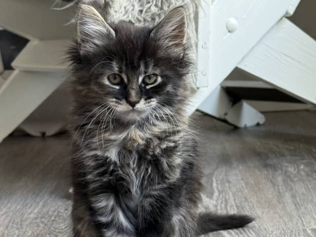 Blandras långhåriga main Coon Norskskogskatt  korthåriga bondkatt Norskskogskatt · Solna · Victoria A.