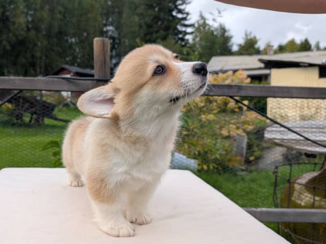Welsh Corgi Pembroke
