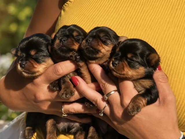 Yorkshire terrier · Gamle Fredrikstad · Thomas Rene Andersen