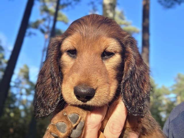 Dachshund · Södertälje · Fyrstjärnans