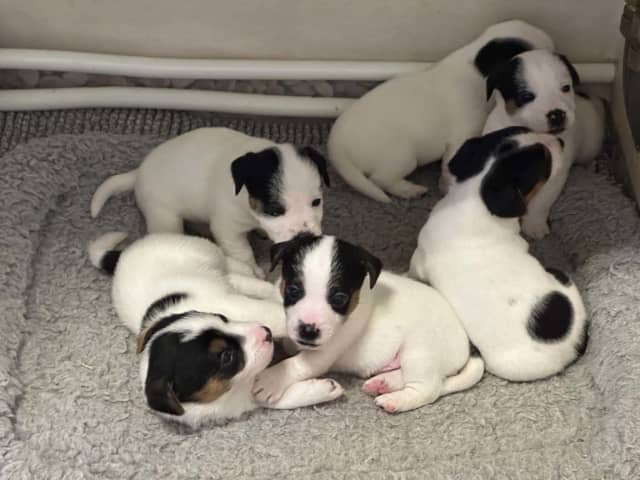 Jack Russell Terrier