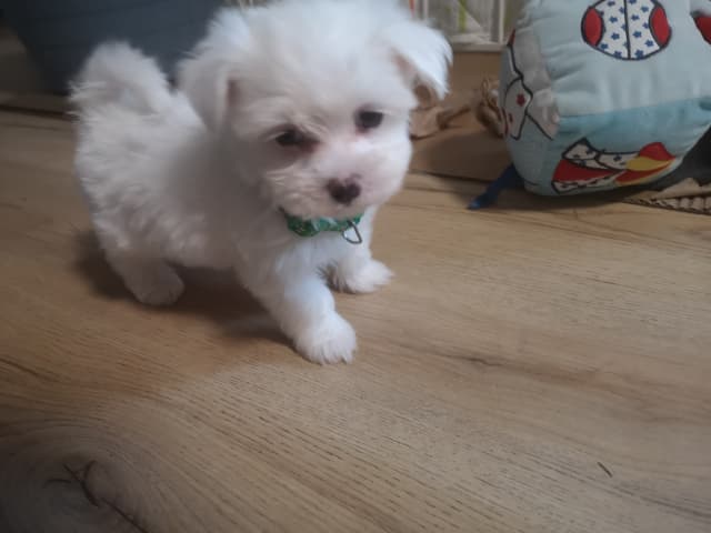 Maltese