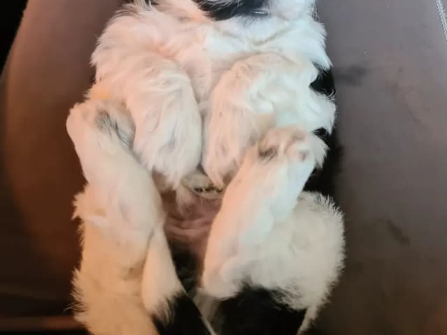 Havanese