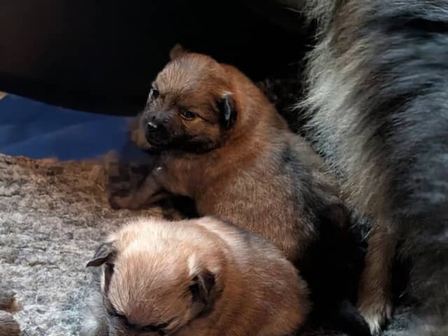 German Spitz – Mittelspitz