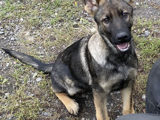 German Shepherd Dog · Ytterby · Kennel Sydgården och Noordhgårdens Kennel