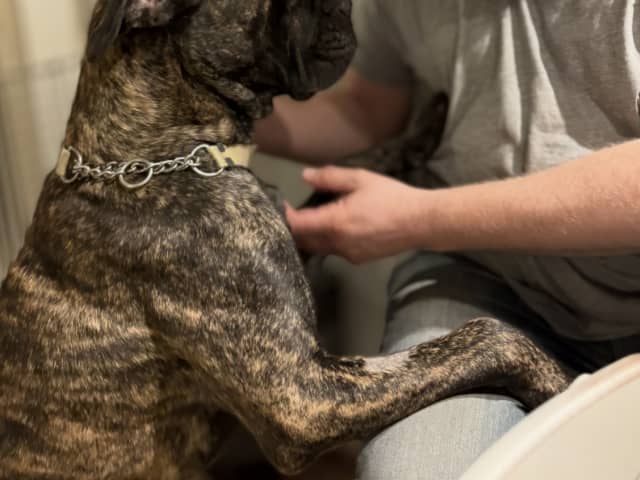 Cane Corso