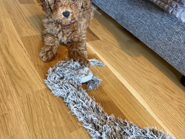 Toy Poodle