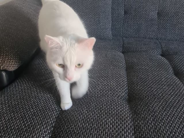 Persian