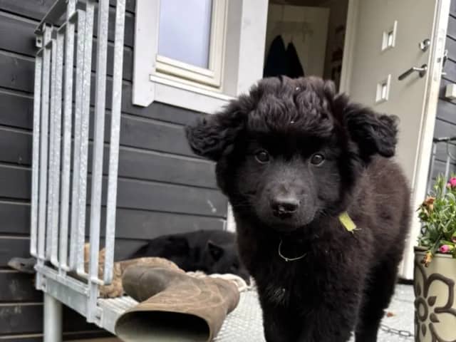 Swedish Lapphund