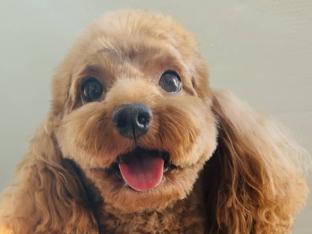 Toy Poodle · Landskrona · Yuliia K.
