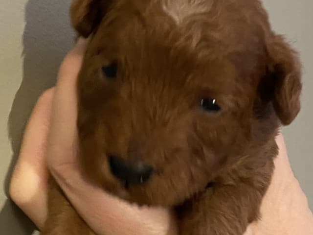 Cavapoo · Uppsala · Maria N.