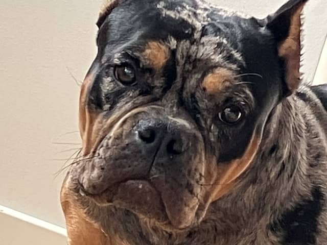 American Bully · Perstorp · Angela V.